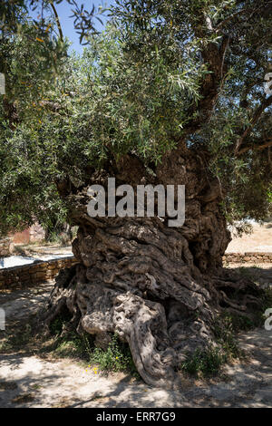 The Monumental Olive Tree of Vouves, estimated age of 3000 years, in the village Ano Vouves in Chania. Characterized as a Protec Stock Photo