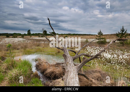 old tree trunk on swamp in clouded day Stock Photo