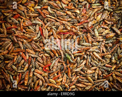 Lot of dried hot chili peppers in various colors. Stock Photo