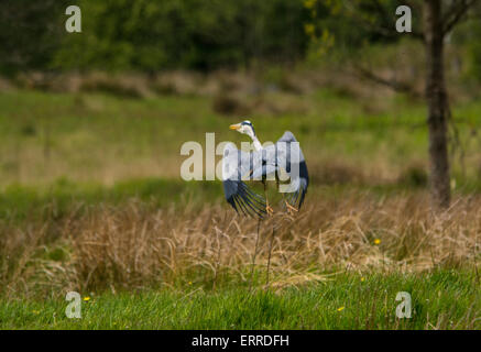 Grey Heron in flight Stock Photo