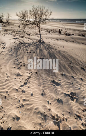 Tree on beach at Culbin on the Moray Firth in Scotland. Stock Photo