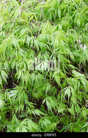 Finely divided green spring foliage of the Japanes maple, Acer palmatum 'Sekimori' Stock Photo