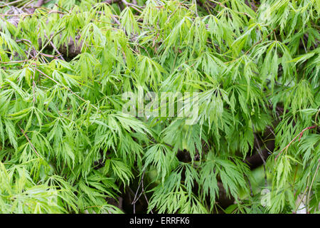 Finely divided green spring foliage of the Japanes maple, Acer palmatum 'Sekimori' Stock Photo