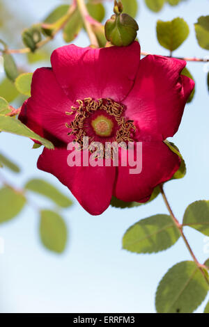 Single early summer flower of the species shrub rose, Rosa moyesii 'Geranium' Stock Photo