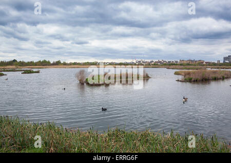 WWT reserve at the London Wetland Centre Stock Photo