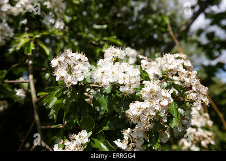 common hawthorn tree in flower in ireland Stock Photo