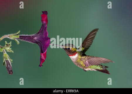 A ruby-throated hummingbird flying into a petunia flower. Stock Photo