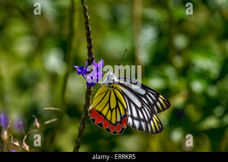 common Jezebel butterfly on a violet flower Stock Photo