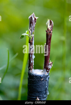 apple tree renovation by the grafting Stock Photo