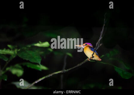 Oriental dwarf kingfisher (Ceyx erithaca) in Kutai National Park in East Kalimantan province, Indonesia. Stock Photo