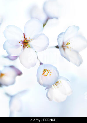 Beautiful white flowers of Japanese sakura cherry blossoms in bright morning sunlight Stock Photo