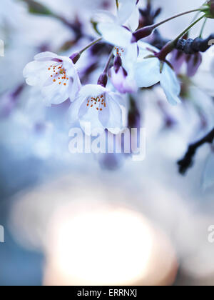 Cherry tree blossoms in morning sunlight, artistic closeup Stock Photo