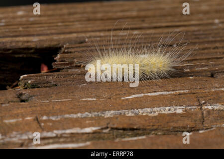 Yellow woolly bear moth caterpillar (Spilosoma virginica) - Virginia USA Stock Photo