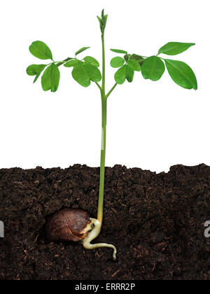 Moringa Oleifera plant growing from a seed in soil isolated on white background Stock Photo