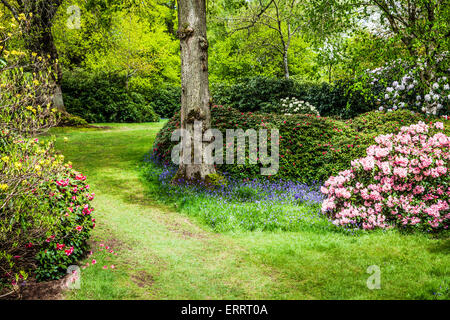 Rhododendrons and bluebells in the woods of the Bowood Estate in Wiltshire. Stock Photo