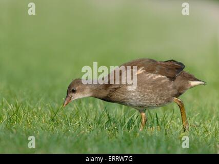 young Common Moorhen Stock Photo