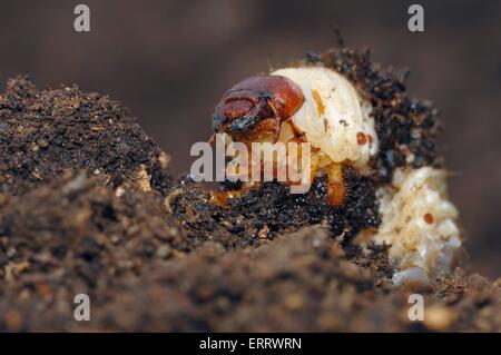 european rhinoceros beetle Stock Photo