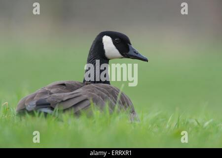 Canada goose Stock Photo