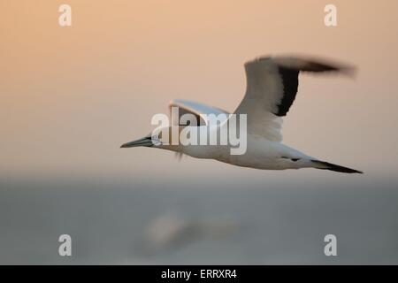 Cape gannet Stock Photo