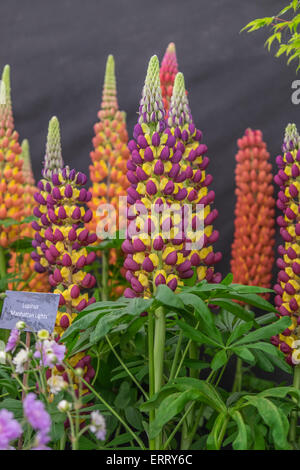 Lupin Stock Photo