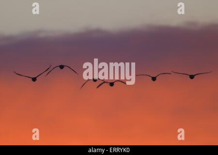 greater white-fronted geese Stock Photo