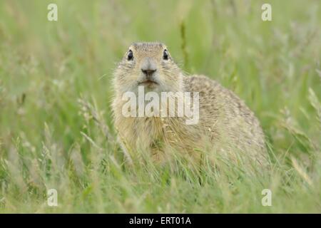 European ground squirrel Stock Photo