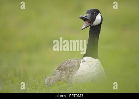 Canada goose Stock Photo