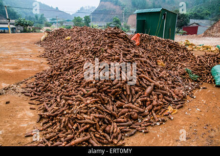 cassava root (Manihot esculenta) AKA Brazilian arrowroot, manioc and tapioca. It is extensively cultivated as an annual crop in Stock Photo