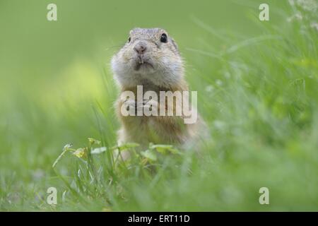 European ground squirrel Stock Photo