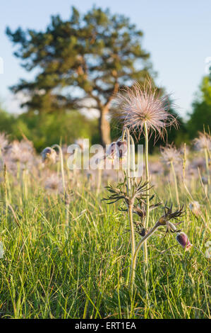 Bloom pasqueflower under sunset light with tree on background Stock Photo