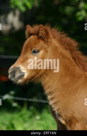 Shetlandpony foal Stock Photo