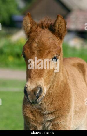 Shetlandpony foal Stock Photo