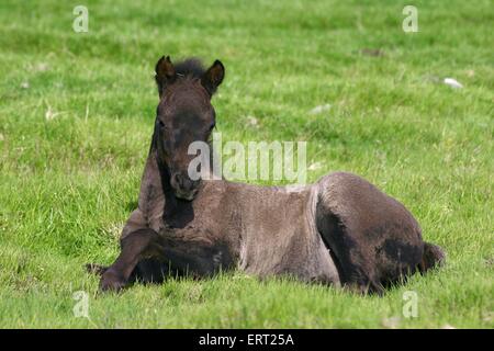 lying Icelandic horse foal Stock Photo