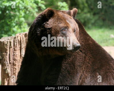 Close-up of the upper body and head of a mature male Eurasian brown bear Stock Photo
