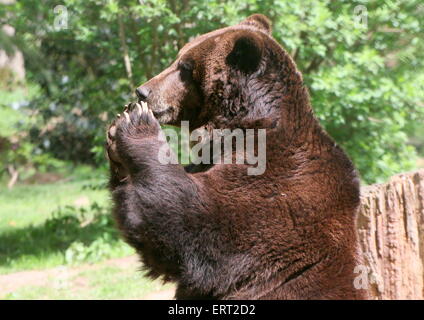 Eurasian brown bear  feeding on vegetables, standing up, paws lifted up