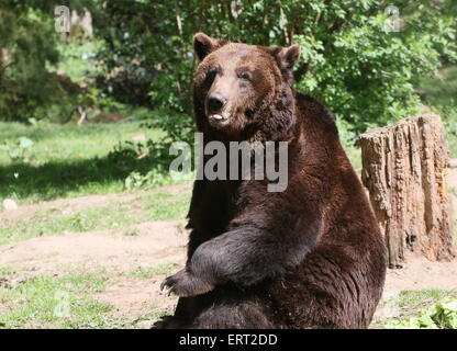 Male Eurasian brown bear sitting up on his back