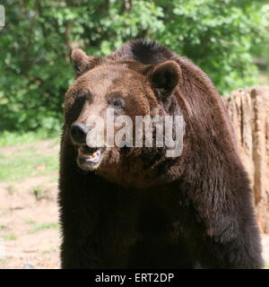 Close-up of a male Eurasian brown bear growling angrily Stock Photo