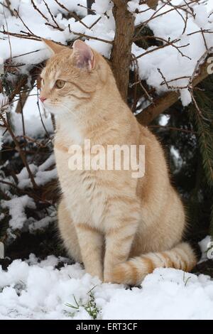 cat in snow Stock Photo