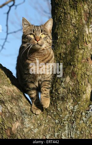 cat on a tree Stock Photo