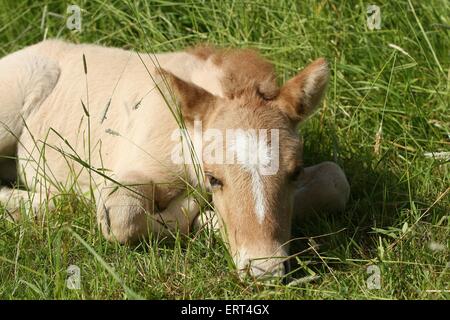 lying icelandic horse foal Stock Photo