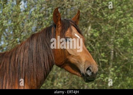 Paso Fino Portrait Stock Photo