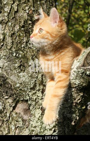 young tomcat Stock Photo
