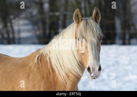 Paso Fino Portrait Stock Photo