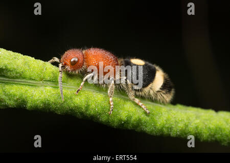 The Mutillidae are a family of more than 3,000 species of wasps whose wingless females resemble large, hairy ants.  Their bright Stock Photo