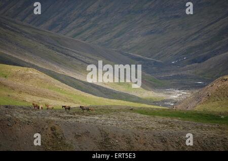 Icelandic horse Stock Photo