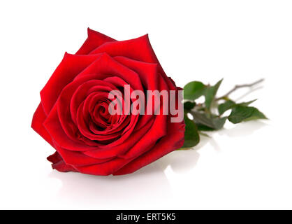 Fully blossomed, gorgeous red rose with stem and leaves on white background, with reflection Stock Photo
