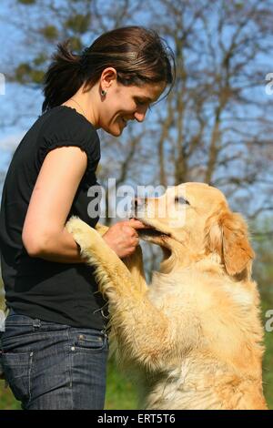 woman feeds Golden Retriever Stock Photo