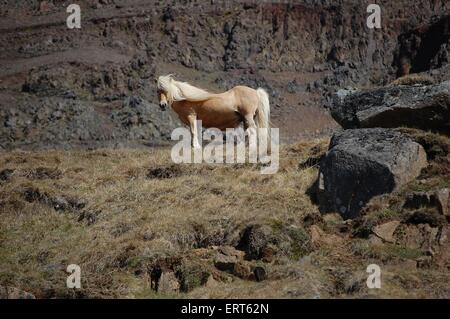 Icelandic horse Stock Photo