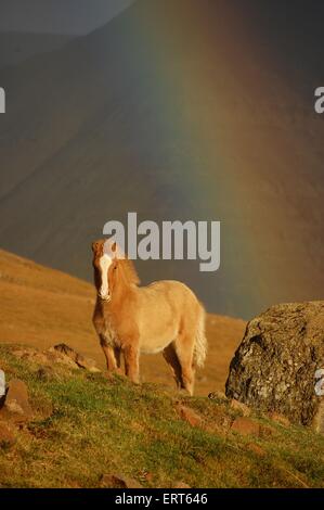 Icelandic horse foal Stock Photo