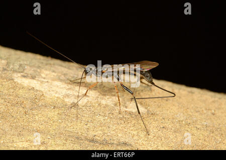 Female Ichneumon wasp with a long ovipositor walks over a pear leaf ...
